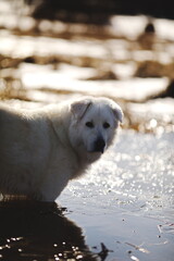 A maremma sheepdog on a small farm in Ontario, Canada.