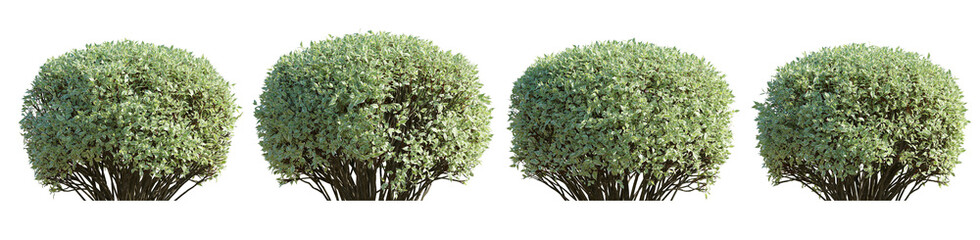 Set of Cornus alba Siberian dogwood bush shrub hedge isolated png on a transparent background...