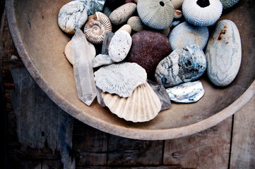 Bowl of seashells. Still Life Photography.