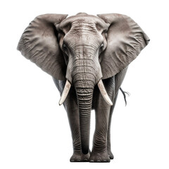 Obraz na płótnie Canvas elephant png 