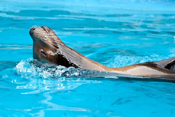 Sea lion swimming and diving into the water with enjoyment and happiness face