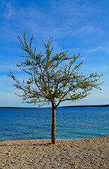 A young tree with young green leafy buds and leaves on a pebble beach by the sea
