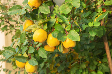 Ripe yellow apples and green leaves, apple tree. Autumn harvest. Orchard. Vitamins on a branch.