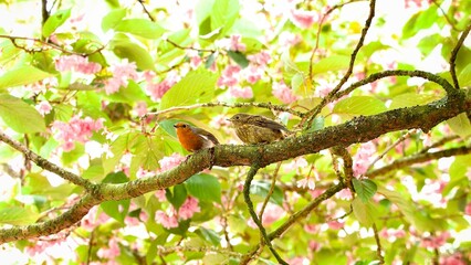 Obraz premium Robin and Young on a Branch