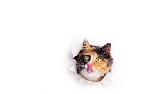Cute calico cat animal climbs out with paw of paper hole frame isolated on white color background. Calico cat pet peeks out of hole with interest. Creative minimal concept.