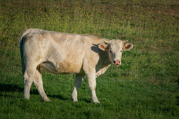 Vaca en el campo