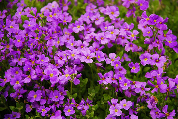 Aubrieta deltoidea known as lilacbush, purple rock cress and rainbow rock cress. A flower that blooms purple in the spring.