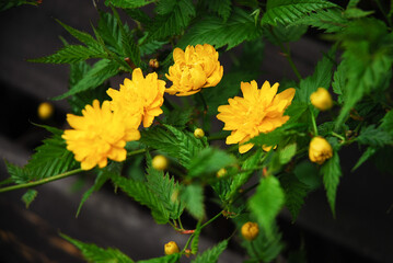 Kerria japonica known as Japanese kerria or Japanese rose is a shrub that has yellow flowers in the spring.