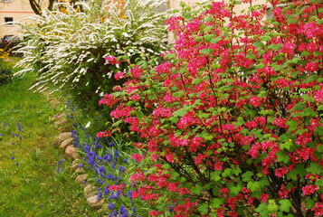Ribes sanguineum and Spiraea vanhouttei are ornamental shrubs that make up urban greenery. A residential area in the background, a block of flats and a car. Plants in the city.