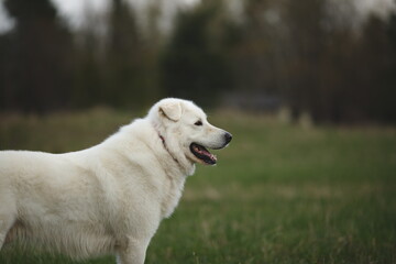 A maremma sheepdog on a small farm in Ontario, Canada.