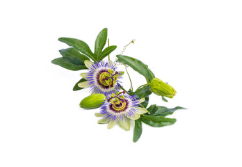 Passiflora incarnata on the white background