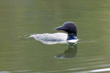 Common Loon looks to the opposite side.