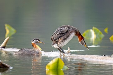 Grebe female gets ready for the male.