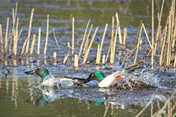 Northern shoveler chasing after another.