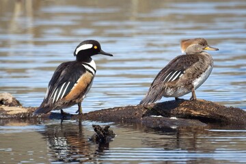 Hooded merganser couple perched on log.