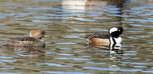 Hooded merganser couple swims in pond.