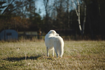 Obraz premium A maremma sheepdog on a small farm in Ontario, Canada.