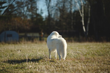 A maremma sheepdog on a small farm in Ontario, Canada.