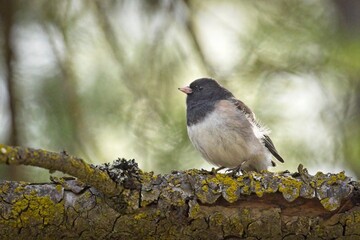 Dark-eyed junco perched on branch.