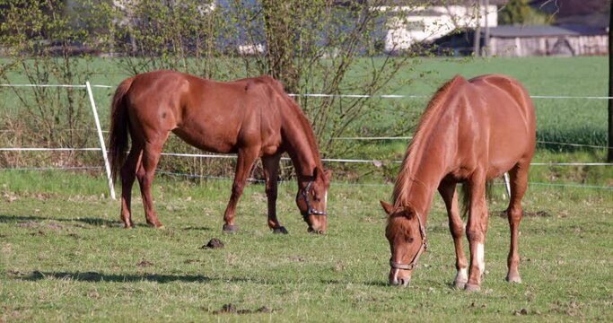 Two Brown splendid horses domestic animals grazing eating grass on a pasture lawn sunny day. Husbandry farming