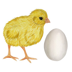 Yellow chicken white egg shell. Farm product. Protein. Happy easter. Hand drawn watercolor illustration isolated on white background. For menu, cookbook design, card