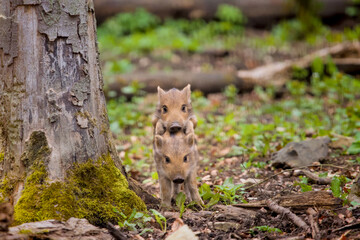 some awesome babies of wild boars playing funny