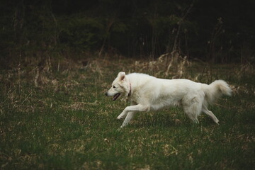 Obraz premium A maremma sheepdog on a small farm in Ontario, Canada.