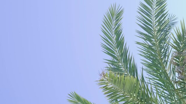  green palm trees swaying in the wind, leaves foliage over blue sky on tropical jungle island, summer vibe, traveling to warm countries. Generative AI