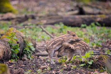 some awesome babies of wild boars playing funny
