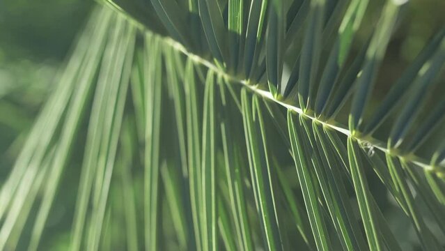 palm leaves foliage lush green tropical background texture in jungle island, vertical footage Generative AI