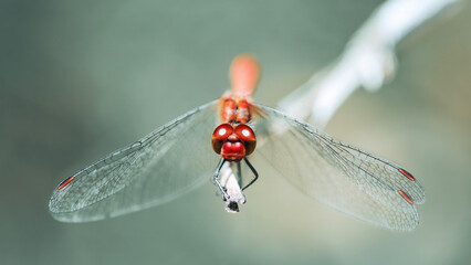A Red-Veined Darter ( Sympetrum Fonscolombii )