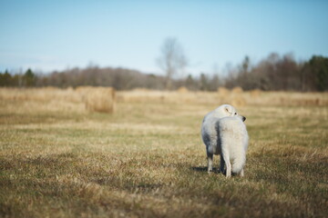 A maremma sheepdog on a small farm in Ontario, Canada.