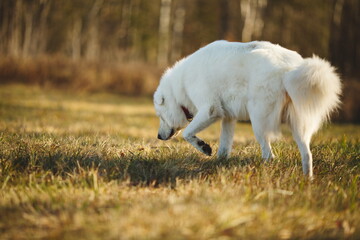 Obraz premium A maremma sheepdog on a small farm in Ontario, Canada.