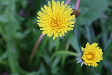 summer flower