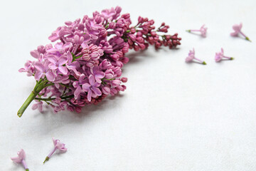 Blooming lilac flowers on white background