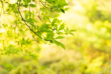 新緑の葉