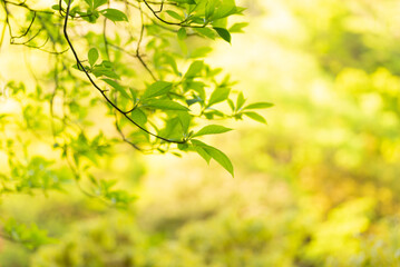 新緑の葉