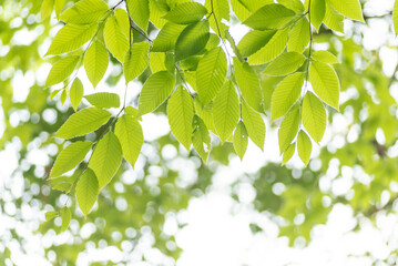 新緑の葉