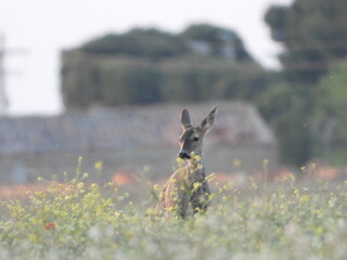Roe buck in the woods