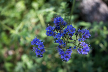 Texas Purple Thistle closeup in the shade growing wild in the Texas Hill Country
