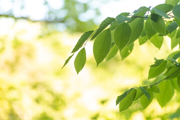 新緑の葉