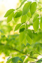 新緑の葉