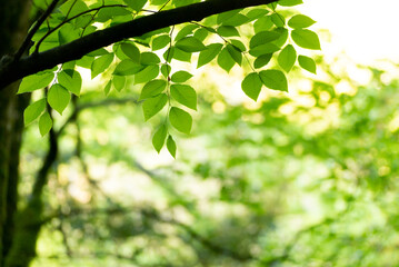 新緑の葉