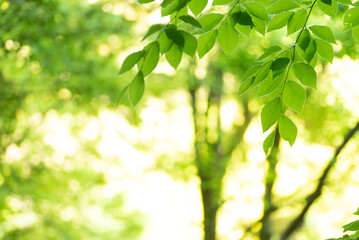 新緑の葉