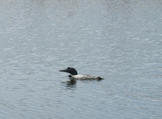 Common Loon