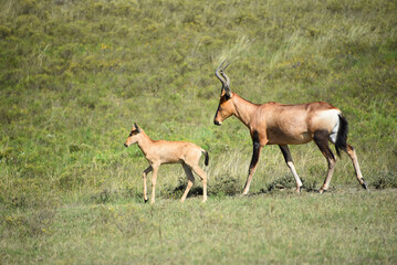Naklejka na ściany i meble Africa- Close Up of a Cute Wild Young Red Hartebeest Antelope Calf Walking With Its Mother