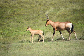 Africa- Close Up of a Cute Wild Young Red Hartebeest Antelope Calf Walking With Its Mother