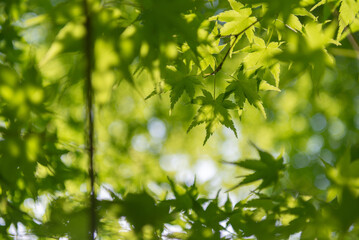 新緑の葉