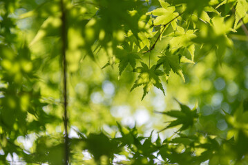 新緑の葉