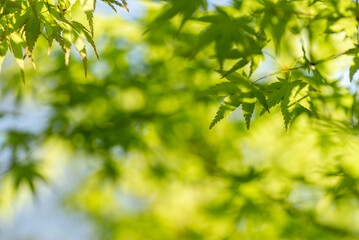 新緑の葉